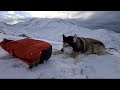 Husky goes up the Mountain in a Gondola to find Snow and Loves it!