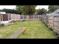 Our new 6 year old dog playing fetch with a tennis ball in the garden. A Cocker Spaniel named Amber.