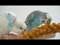 How to Tame Your Budgie Compilation