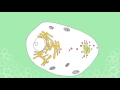 Aufbau der Zelle: Bio leicht gemacht! – Biologie | Duden Learnattack