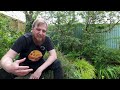 How to deep clean a garden pond! Everything you need to do and know!