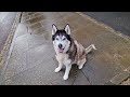 Husky Won't Stop Yelling At People In Public!