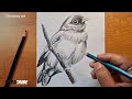 Bird Drawing Sketch | How To Draw a Bird | Beginners Drawing video