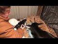 First (live) born twin goats on the homestead