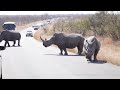 Rhino Traffic Jam Kruger National Park Biggest Road Block Ever