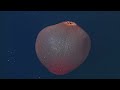 Aliens of the Deep: Bizarre Adaptations in the Ocean's Depths