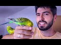 How to Teach a Budgie to Talk? Start with Basics
