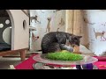 Cats Investigate Fort Feline