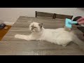 Funny Cat Videos Try Not To Laugh😹Funny Cat Videos Compilation😺 Funniest Cat Videos in The World #61