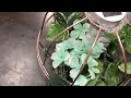 Dollar Tree hanging wired basket solar lantern DIY / definitely a must try / perfect for any season