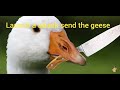 feed the geese