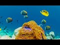 THE BEST 4K AQUARIUM [60FPS] - Full Documentary - Beautiful Coral Reef Fish Video - Stress Relief