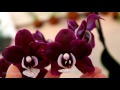 Orchid identification - Phalaenopsis Kaoda Twinkle 'Chocolate Drop'