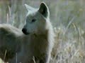 Wolves & Buffalo: The Last Frontier (1997)