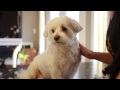 How To Groom Your Dog at Home (Maltese Grooming)