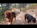 Himalayan Tibetan mastiff Rottweiler Shitzu Offleash  morning walk in Uttarakhand mountains 😌😌