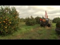 Oranges - Harvesting