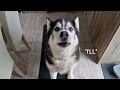Husky Broke It In His Sleep and Says Hes Sorry