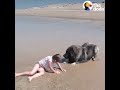 Dog 'Saves' His Little Girl From The Ocean | The Dodo