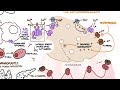 Lambert-Eaton Myasthenic Syndrome - pathophysiology, signs and symptoms and treatment