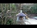 Cheeky squirrel raids our garden bird feeding table this afternoon