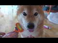 The reason why the boss of our Shiba Inu became spoiled.