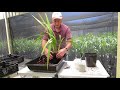 Dividing and Repotting Cymbidium Orchids