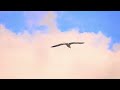 Enchanted Moments: Birds in Flight, Relaxation Music, and Serene Nature Scenes