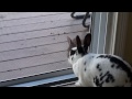 Wild rabbit wants in NOW!!!