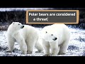 Polar Bear Facts for Kids