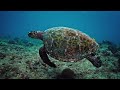 Colors of the Ocean Relaxation 4k - Best sea animals for relaxing and soothing music (4k ULTRA HD)