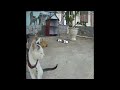 😸🤣 So Funny! Funniest Cats and Dogs 2024 😻🐱 Best Funny Animals 2024 # 19