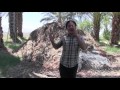 How Dates are Grown on a Permaculture No-Till Date Farm in the Desert