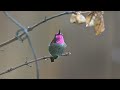 Healing birdsong. Relaxing music with calibri videos. Music for stress relief.