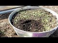 How to Use Alfalfa Pellets, Save Money & Get A Natural Plant Growth Hormone: Two Minute TRG Tips