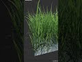 Realistic Grass is EASY #blender #3d #tutorial