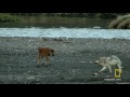 Baby Bison Takes on Wolf and Wins | America's National Parks