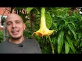 How to create a TROPICAL garden | 10 EASY TIPS