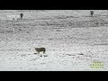 wolf runs down antelope calf