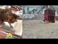 🙀😻 Funny Dog And Cat Videos 😘🐈 Funny Animal Videos # 10