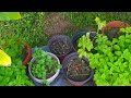 Garden in pots and snail stunts