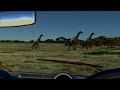 MSFS-2020 (Okavango Delta) Giraffe Spotting
