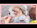 시츄 코코 🐶 • 귀여운 강아지 🐾 • 브이로그 • Vlog • 봄산책 🌸 • 공원 나들이 ☀️🌱🌈 • 시츄 키우기 • 시츄 일상 • Cute Shih Tzu Dog✨