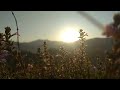 Beautiful Sunrise & The Flowers | NO COPYRIGHT VIDEO | NATURE