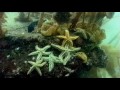 The Australian seaweed