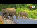 A Herd of Wild Elephants Crossing a Road | Wild Animals Sri Lanka