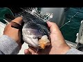Sea Bass Fishing on Ocean Structure