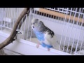 Jesse, the singing budgie - chirping and imitating ringtones :)