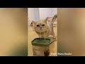 Try Not to Laugh 2024😁 New Funny Dog and Cat Video 😹🐶 Part 26