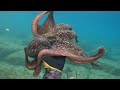 Octopus Fishing: Small Hole, Big Octopus in 1 meter